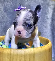 Merle pied micro, a female French Bulldog for sale in Karnack, TX – Photo 1 of 2