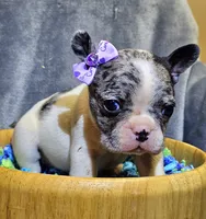 Merle pied micro, a female French Bulldog for sale in Karnack, TX – Photo 2 of 2
