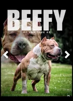 Sable, a male American Bully for sale in Karnack, TX – 5 of 5