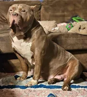 Lilac Fawn, a female American Bully for sale in Karnack, TX – 2 of 5