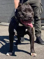 Blue Female XL, a female American Bully for sale in Karnack, TX – Photo 5 of 6