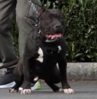 Blue Female XL, a female American Bully for sale in Karnack, TX – Photo 3 of 6