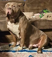 Blue Female XL, a female American Bully for sale in Karnack, TX – Photo 6 of 6