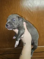 Blue Female XL, a female American Bully for sale in Karnack, TX – Photo 2 of 6