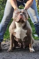 Blue Female XL, a female American Bully for sale in Karnack, TX – Photo 4 of 6