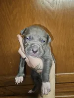 Blue Female XL, a female American Bully for sale in Karnack, TX – Photo 1 of 6
