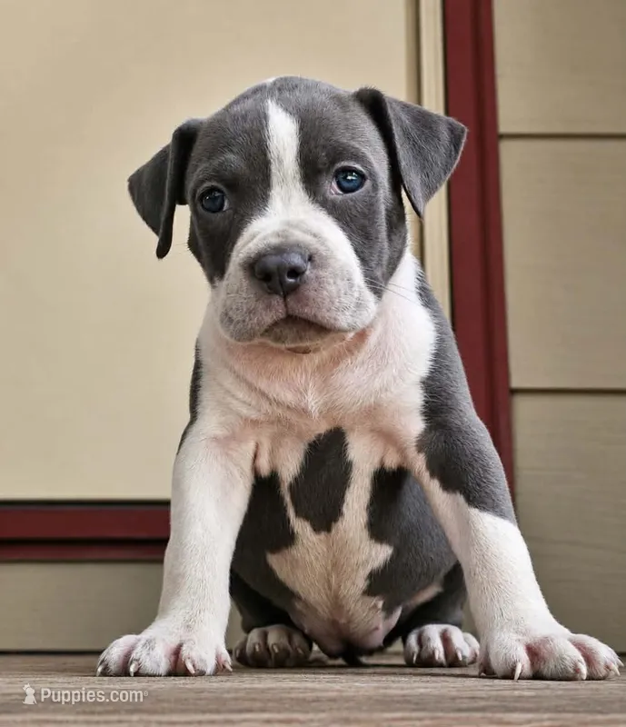 Blue #1 – American Bully puppy for sale in Karnack, TX