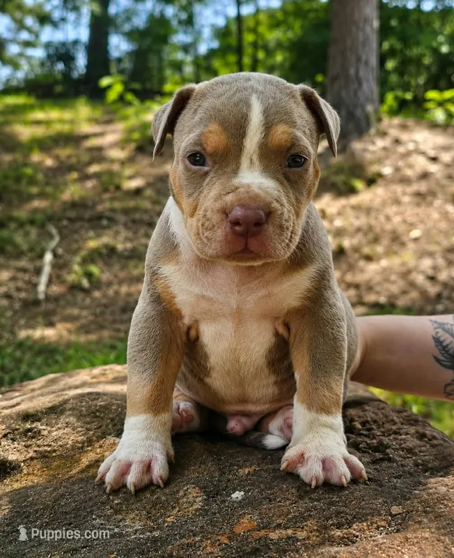 Lilac Tri – American Bully puppy for sale in Karnack, TX