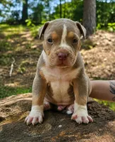 Lilac Tri, a male American Bully for sale in Karnack, TX – 1 of 5