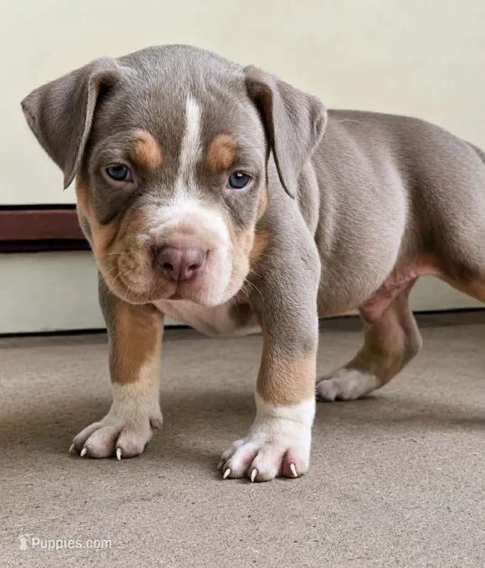 Lilac Tri – American Bully puppy for sale in Karnack, TX