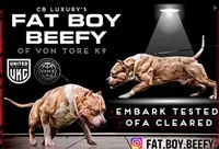 XL Huge Merle Male, a male American Bully for sale in Karnack, TX – Photo 5 of 8