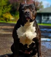 XL Huge Merle Male, a male American Bully for sale in Karnack, TX – Photo 8 of 8