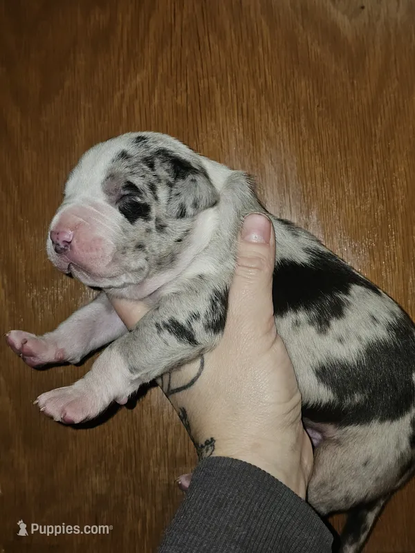 XL Huge Merle Male