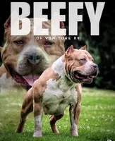 XL Huge Merle Male, a male American Bully for sale in Karnack, TX – Photo 6 of 8