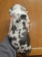 XL Huge Merle Male, a male American Bully for sale in Karnack, TX – Photo 2 of 8