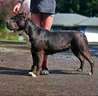 XL Huge Merle Male, a male American Bully for sale in Karnack, TX – Photo 7 of 8
