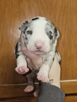 XL Huge Merle Male, a male American Bully for sale in Karnack, TX – Photo 4 of 8