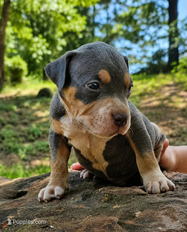Blue Tri – American Bully puppy for sale in Karnack, TX