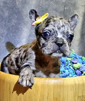 processed/a707d2fb-360e-4c2b-bd20-c1a5b192a06c/listing/dd9e311f-1c7d-43fa-9d5f-9bc839532ad5/31107a55-1aa8-433e-9643-965a5af0e5dd