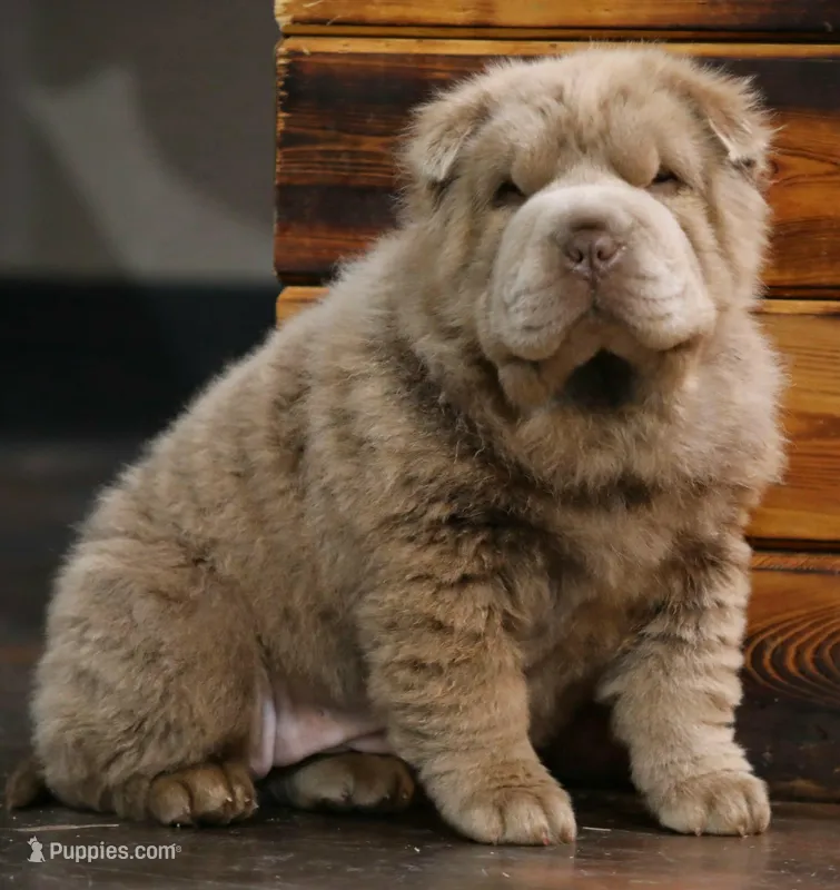 Sampson – Chinese Shar-Pei puppy for sale in Karnack, TX