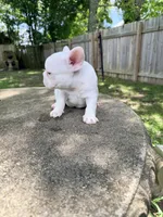 All White, a male French Bulldog for sale in Montgomery, AL – 5 of 7