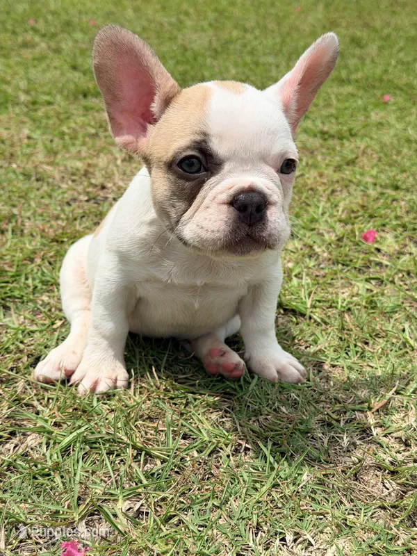 Princess  – French Bulldog puppy for sale in Montgomery, AL