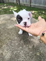 Black and white pied, a male French Bulldog for sale in Montgomery, AL – 4 of 8