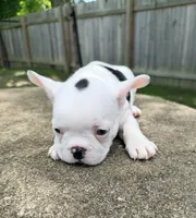 Black and white pied , a male French Bulldog for sale in Montgomery, AL – 3 of 6