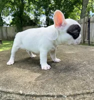 Black and white pied, a male French Bulldog for sale in Montgomery, AL – 2 of 8