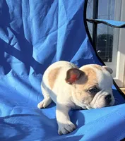 fawn pied, a female French Bulldog for sale in Montgomery, AL – 5 of 7