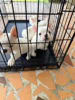 All White, a male French Bulldog for sale in Montgomery, AL – 2 of 7