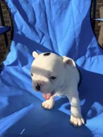 Black and white pied , a male French Bulldog for sale in Montgomery, AL – 5 of 6