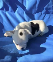 Black and white pied , a male French Bulldog for sale in Montgomery, AL – 4 of 6
