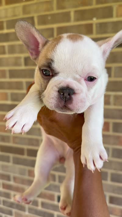fawn pied, a female French Bulldog for sale in Montgomery, AL – 7 of 7