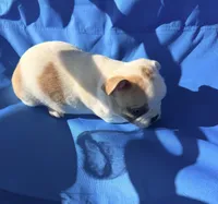 fawn pied, a female French Bulldog for sale in Montgomery, AL – 6 of 7