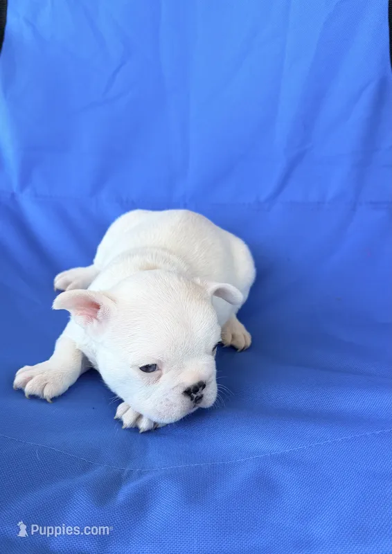 Snowy – French Bulldog puppy for sale in Montgomery, AL