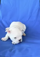 All White, a male French Bulldog for sale in Montgomery, AL – 3 of 7