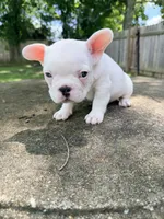 All White, a male French Bulldog for sale in Montgomery, AL – 6 of 7