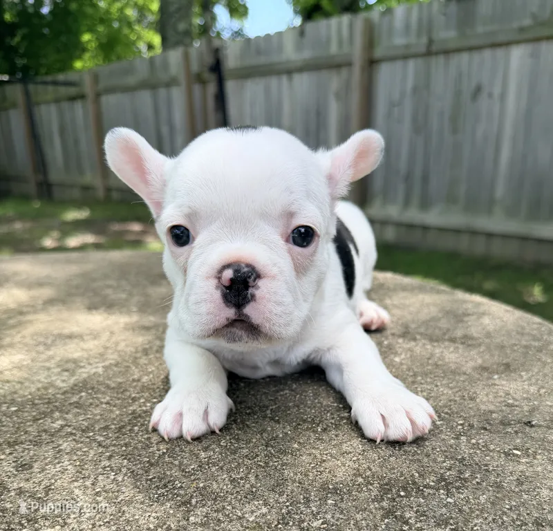 Black and white pied  – French Bulldog puppy for sale in Montgomery, AL