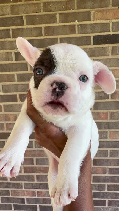Black and white pied, a male French Bulldog for sale in Montgomery, AL – 8 of 8