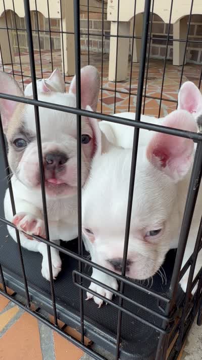 All White, a male French Bulldog for sale in Montgomery, AL – 7 of 7