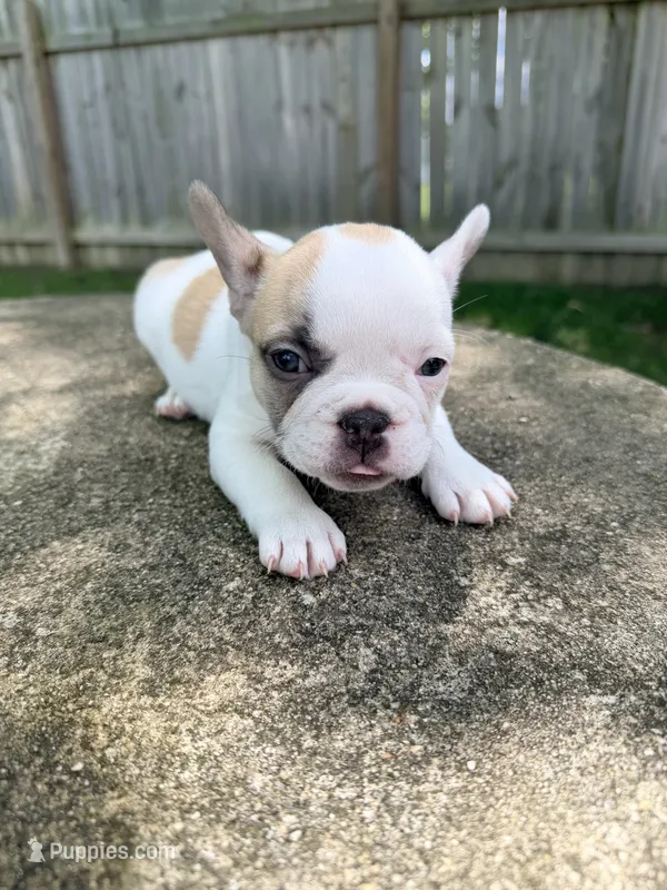 Princess  – French Bulldog puppy for sale in Montgomery, AL