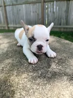 fawn pied, a female French Bulldog for sale in Montgomery, AL – 2 of 7