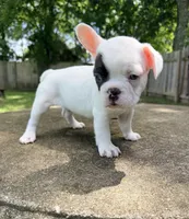 Black and white pied, a male French Bulldog for sale in Montgomery, AL – 3 of 8