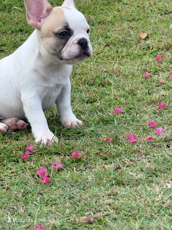 Princess  – French Bulldog puppy for sale in Montgomery, AL