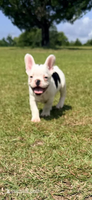 Black and white pied  (hearing impaired) – French Bulldog puppy for sale in Montgomery, AL