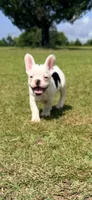 Black and white pied  (hearing impaired), a male French Bulldog for sale in Montgomery, AL – 1 of 9