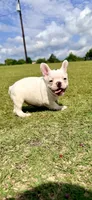 Black and white pied  (hearing impaired), a male French Bulldog for sale in Montgomery, AL – 3 of 9