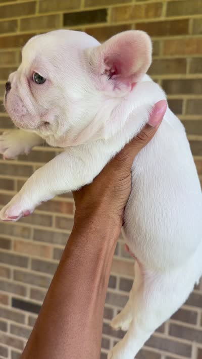 All White, a male French Bulldog for sale in Montgomery, AL – 4 of 7