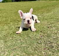 Black and white pied  (hearing impaired), a male French Bulldog for sale in Montgomery, AL – 2 of 9